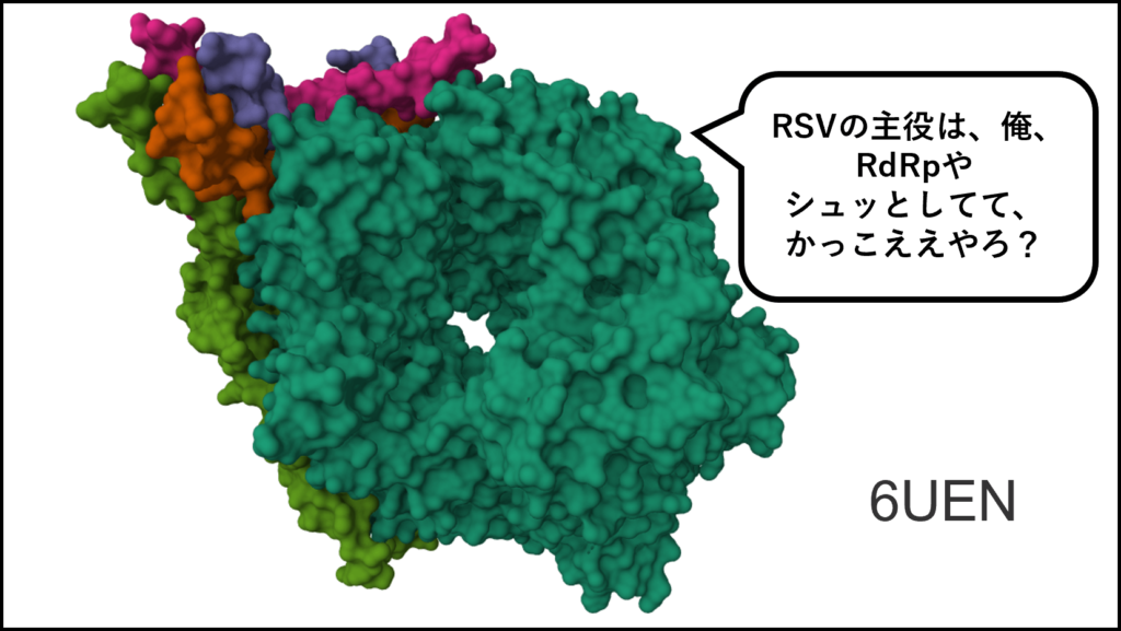 RSウイルスの主要なウイルスタンパク質（RdRp）