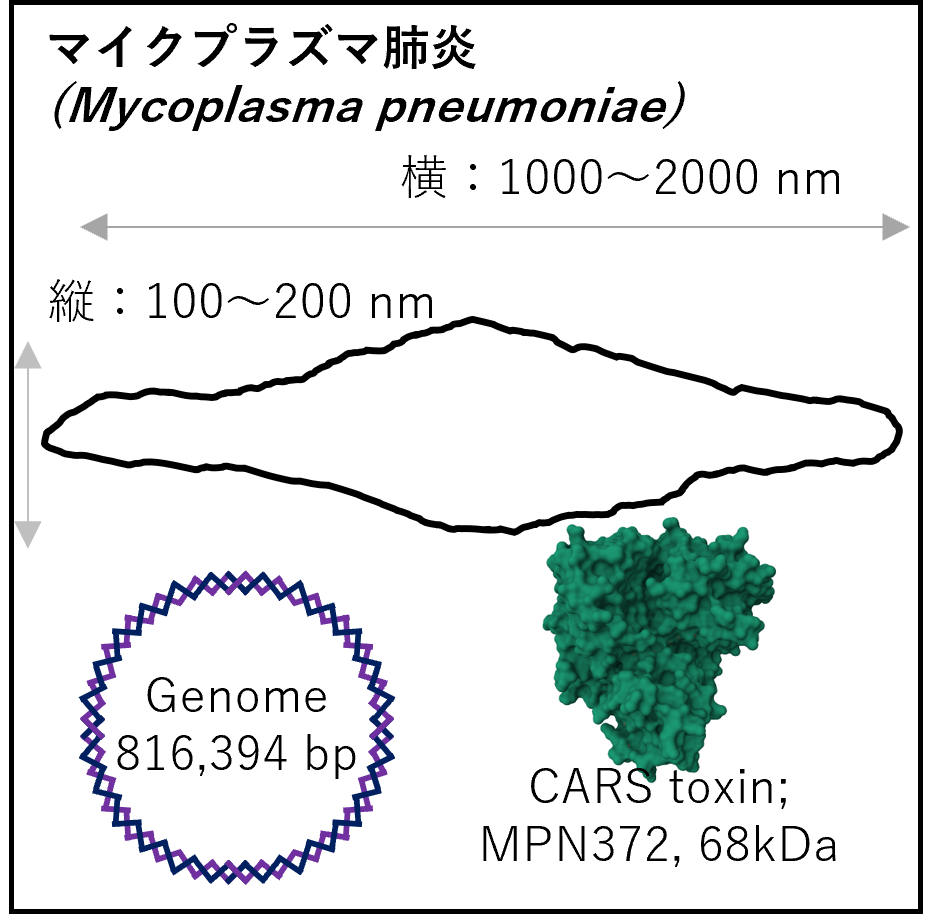 マイコプラズマ肺炎の概略図