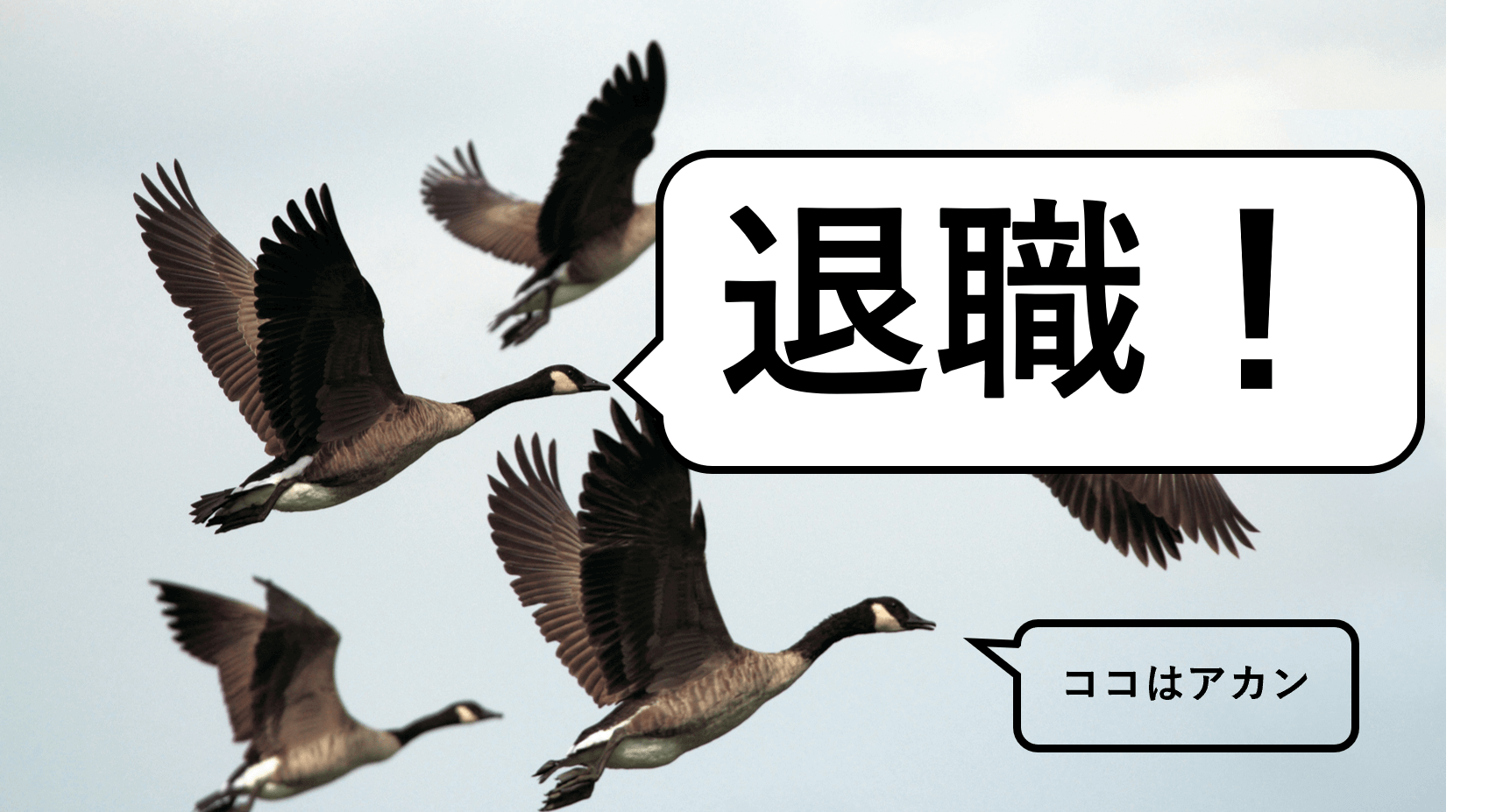 鳥たちは新天地に向かっている