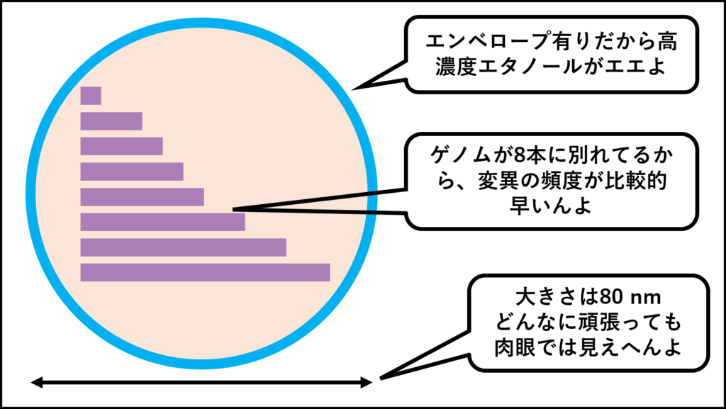 インフルエンザウイルス粒子の概略